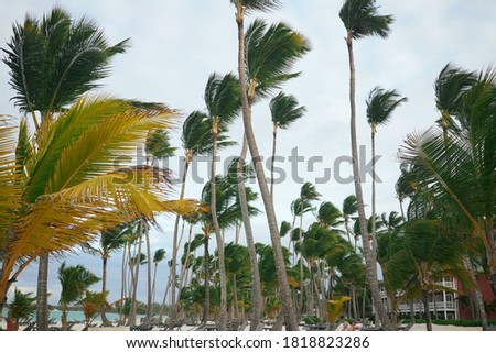 Exotic tropics blue sky island palm trees                   