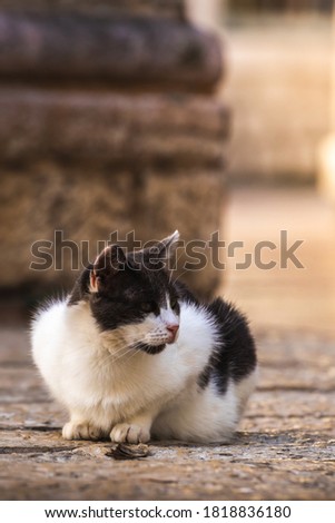 Cute cat sits on its paws in the middle of the old city