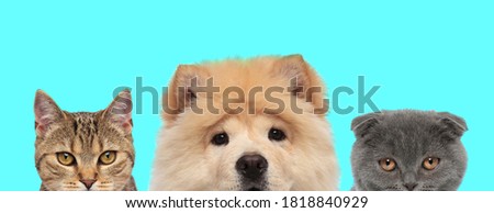 adorable metis cat, Chow Chow dog, Scottish Fold cat are all looking at camera with big eyes on blue background