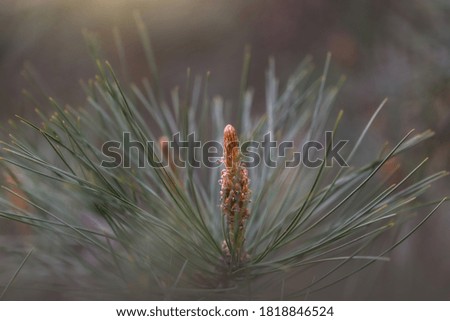 A pine tree in close-up