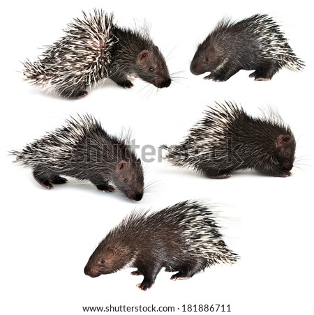 collection of porcupine isolated on white background