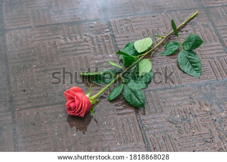 A rose thrown on the sidewalk lies in a puddle in the autumn rain