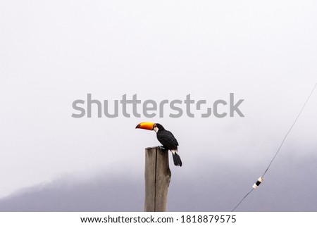 toucan perched on a pole, close-up