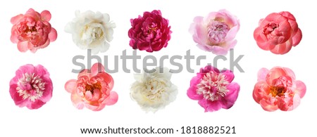 Set of different beautiful peony flowers on white background. Banner design