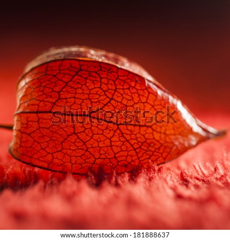 Physalis alkekengi - dried fruit abstract and beautiful filigree texture with red background
