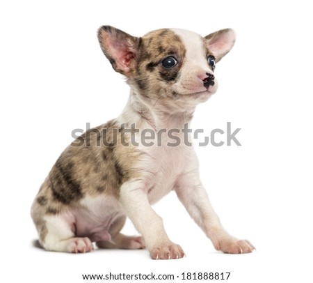 Chihuahua puppy sitting, isolated on white
