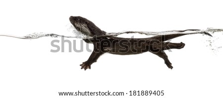 Side view of an European otter swimming at the surface of the water, Lutra lutra, isolated on white
