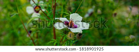 White Kenaf Hibiscus cannabinus flower, banner. Also called Deccan hemp and Java jute plant