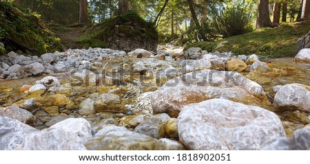 A small peaceful brook flows through a forest area the picture was taken from below