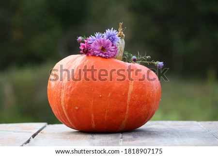 Vintage autumn composition of orange pumpkin and pink chrysanthemums and purple asters on wooden surface outdoors on a green background. Vintage rural still life of pumpkin and flowers. Halloween card