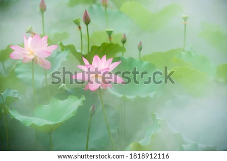 Early in the summer, the lotus in the lotus pool is blooming in the fog.