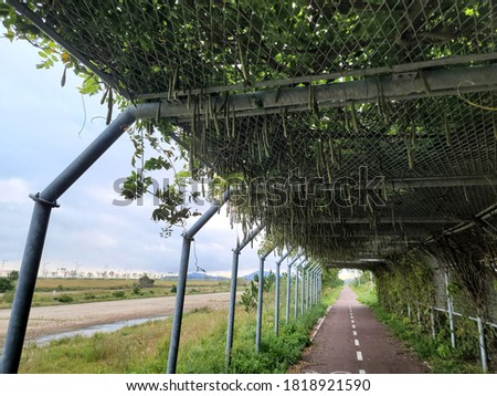bike lane with beautiful green tunnel