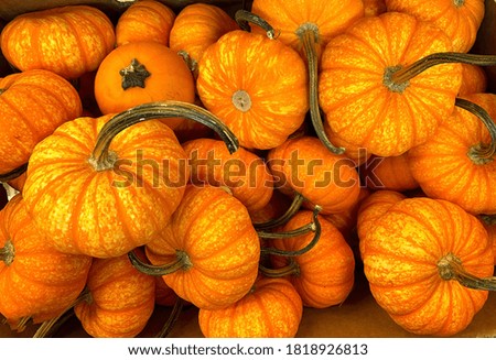 Small pumpkins on display at a grocery store in anticipation of Halloween or Thanksgiving