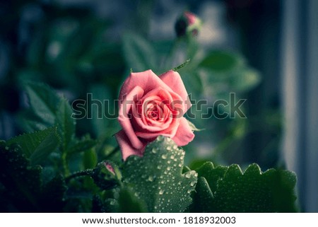 Photo of a homemade Bush rose on the window.