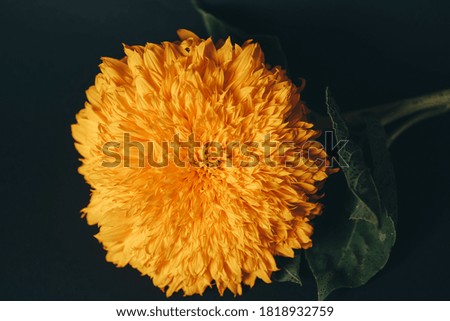fluffy sunflower on black background as wallpaper