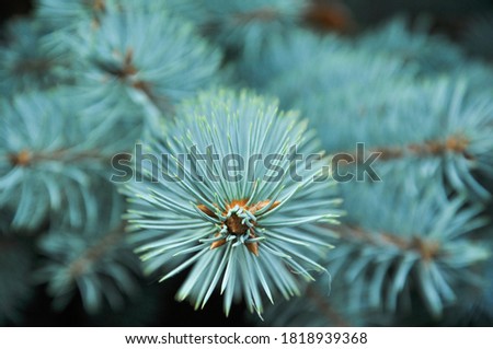 Christmas tree. Blue spruce.Texture background. Spruce close-up.Coniferous forest.