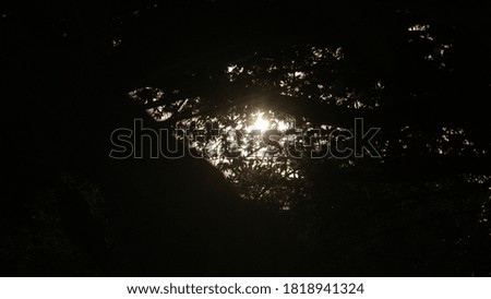 the sun behind the tree