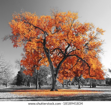 Big orange tree in a black and white landscape scene