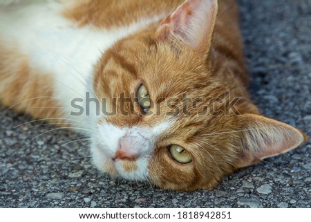 Cat relaxes on the floor