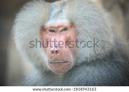 close-up view of a very nice baboon