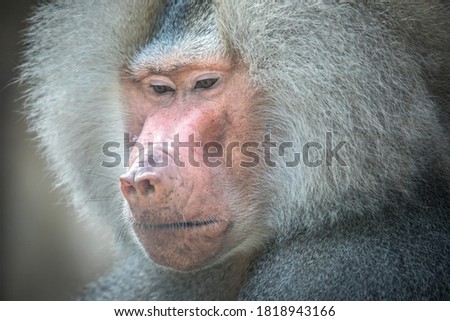 close-up view of a very nice baboon