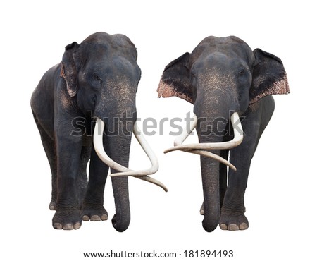Asia elephant in white isolated backgroung included clipping part for easy to use