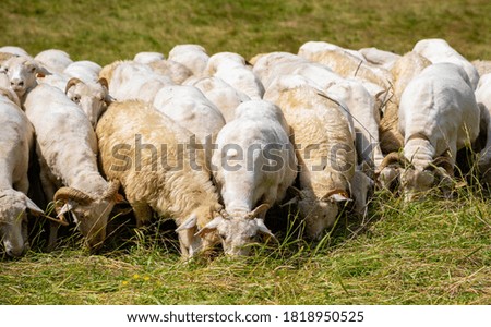 A picture of a group of sheep in the Chochołowska Valley (Tatra National Park).