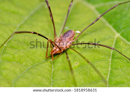  Spider haymaker (Phalangium opilio) waits for prey on the leaves of Gortensia