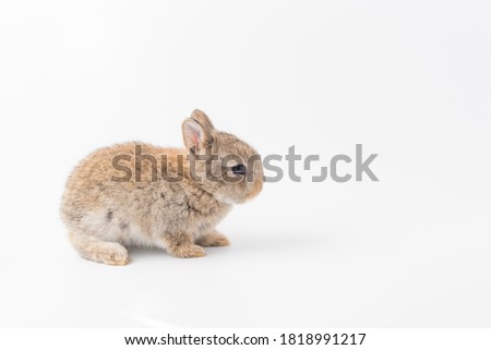 Baby rabbit, 3 weeks old new born bunny on white background