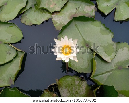 Lotus flowers blooming in the water