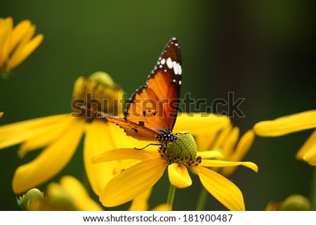 plain tiger butterfly on yellow flower