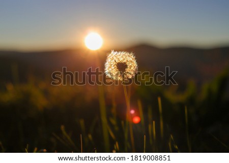 Close-up of dandelion on field against sky during sunset