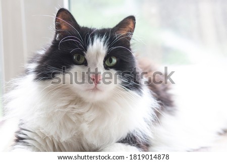 A cute black and white domestic cat sits on the background of the window Life style. Pets, veterinary medicine. 