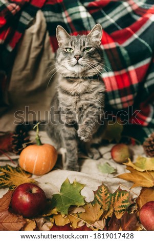 Beautiful mustachioed tabby cat in autumn theme. Cute picture with a pet. Animal with autumn yellow leaves, pumpkin, red apples and a scarf. Autumn inspiration, home comfort.