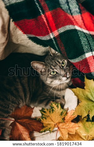 Beautiful mustachioed tabby cat in autumn theme. Cute picture with a pet. Animal with autumn yellow leaves, pumpkin, red apples and a scarf. Autumn inspiration, home comfort.
