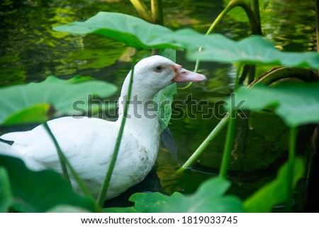 Ducks among the taro trees
