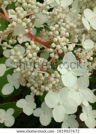 Hydrangea paniculata flowers. The beautiful white flowers.
