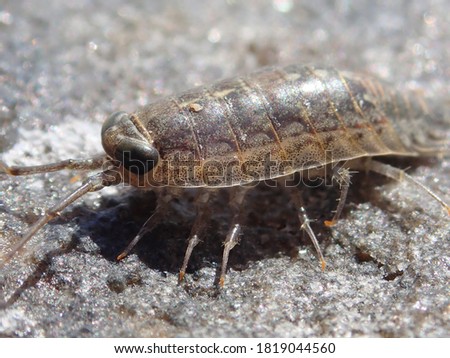 Sea Roach (Ligia exotica), scuttles around in the Kimberley, Australia