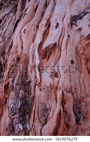 The bark of eucalyptus tree
