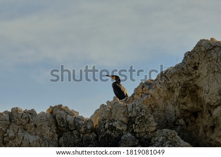 cormoran perched on top of a rocky island