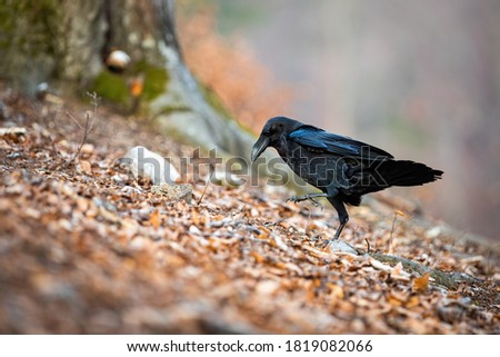 Black common raven, corvus corax, walking on leafs in autumn nature. Dark feathered bird going in forest in fall season. Wild large crow searching in ground.