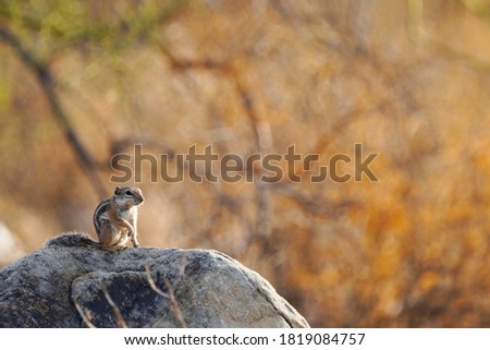 Harris's Antelope Squirrel with a goofy squatting stance posing on a rock