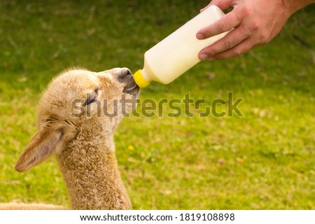 Alpaca baby being bottle fed