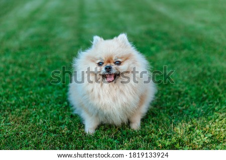 Pomeranian Spitz sits on grass, close-up