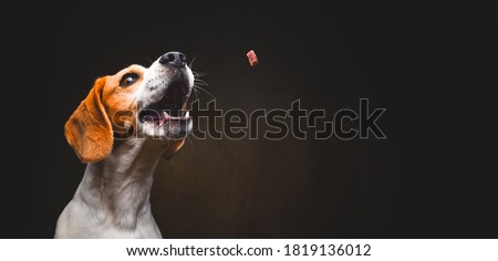 Tricolor Beagle dog waiting and catching a treat in studio, against dark background. Canine theme Royalty-Free Stock Photo #1819136012