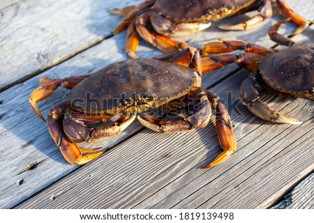 A close up of a male Dungeness crab sitting on a dock with other crabs in the background. Taken in Sechelt, British-Columbia Royalty-Free Stock Photo #1819139498