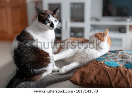 two domestic cats interact on a sofa