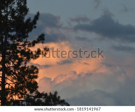 sunset reflection on clouds behind a pine tree