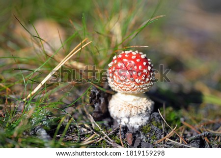 Red Amanita mushroom close-up. Autumn forest. Natural pattern, texture. Environmental conservation, ecosystems, seasons, graphic resources, macro photography, organic food, mushrooms