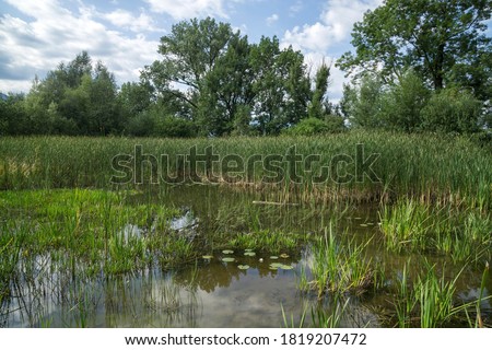 Biotope, reed pond, Benediktbeurer moor, bog, Benediktbeuern, Upper Bavaria, Bavaria, Germany Royalty-Free Stock Photo #1819207472